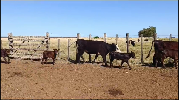 Lote 74 Piezas de cría en Chapicuy, Paysandú