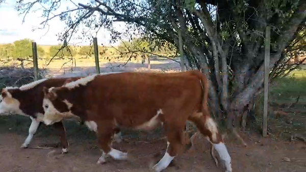 Lote 40 Terneros