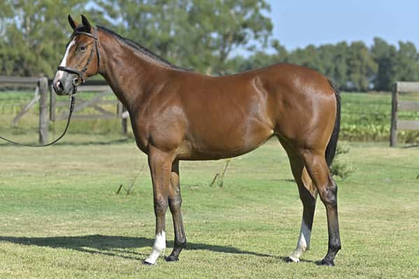 Lote BAMBA MIA (H) - PORTAL DEL ALTO x BAMBINA NISTEL