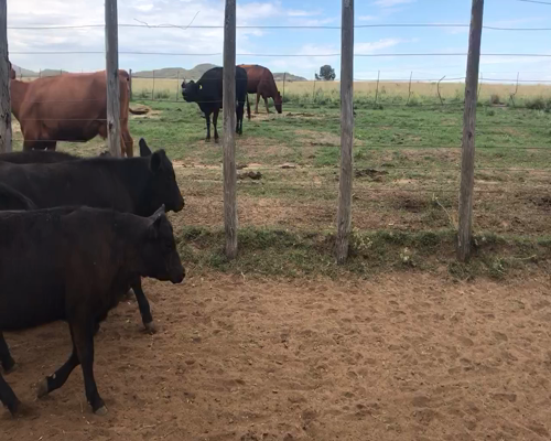 Lote 111 Terneros en Coronel Suarez, Buenos Aires