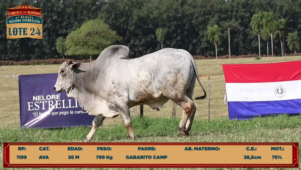 Lote LOTE 24