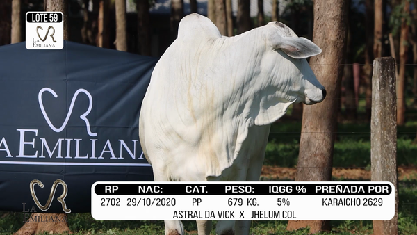Lote LOTE 59