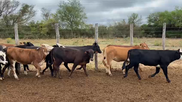 Lote 125 Terneras en Gral. Manuel Belgrano, Formosa