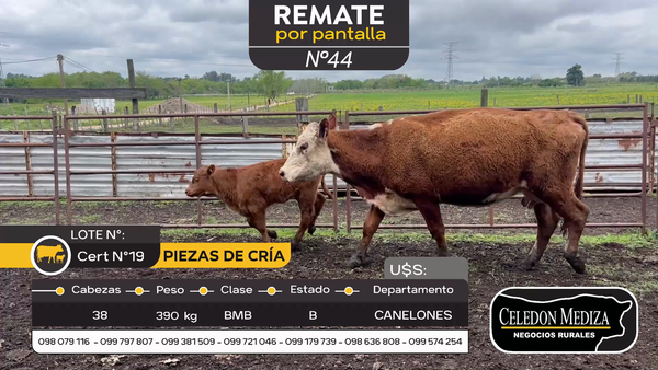 Lote 38 Piezas de cría en Canelón Chico, Canelones