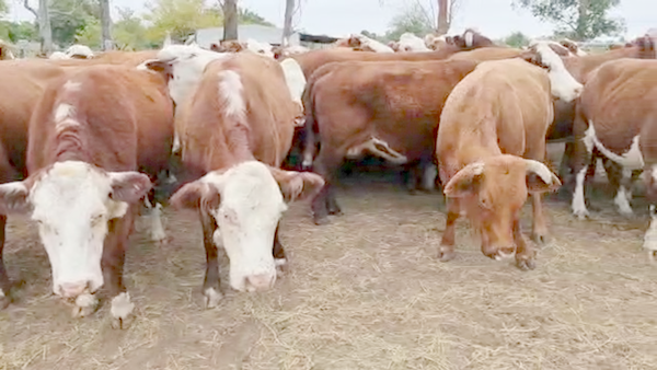 Lote 58 Vacas nuevas en Perugorría, Corrientes