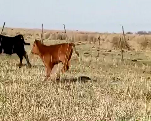 Lote 25 Vacas Paridas en Ayacucho, Buenos Aires