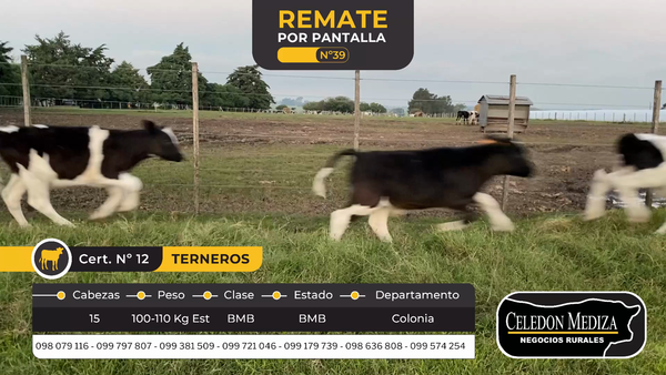 Lote 15 Terneros en Tarariras, Colonia