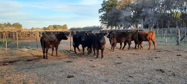Lote 7 Vacas medio uso C/ gtia de preñez en Gral. Lamadrid, Buenos Aires