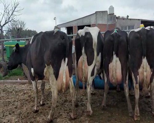 Lote Lote 27