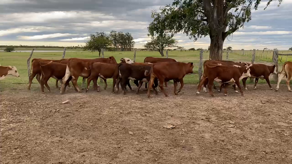 Lote 74 Terneros/as