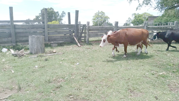 Lote 44 Piezas de cría en Durazno, Cerro Chato