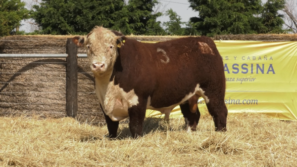 Lote TOROS P. HEREFORD PURO REGISTRADO