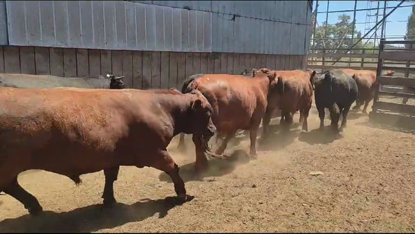 Lote 20 Novillo Gordo en Los Ángeles, VIII Región Biobío