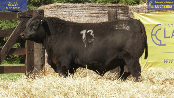 Lote TOROS ANGUS PURO CONTROLADO