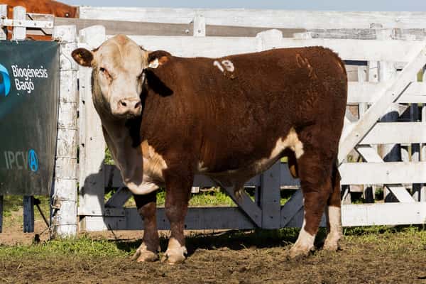 ClicRural - Toro