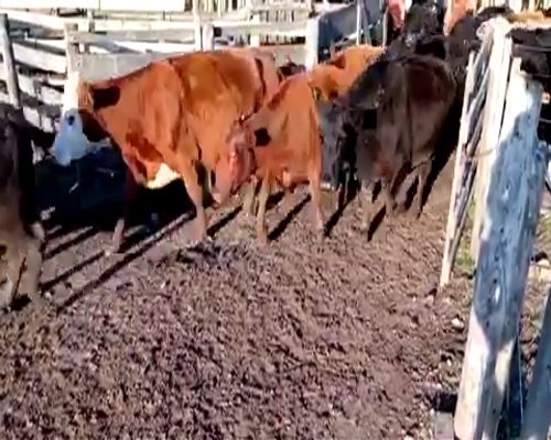 Lote 58 Vacas en Tandil, Buenos Aires