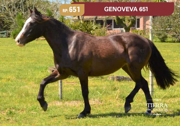 Lote RP 651 - GENOVEVA 651 - SANTA GENOVEVA