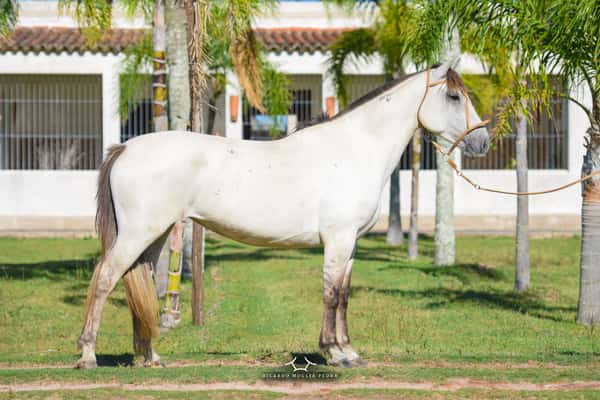 Lote RP 64 - Mana Chispazo