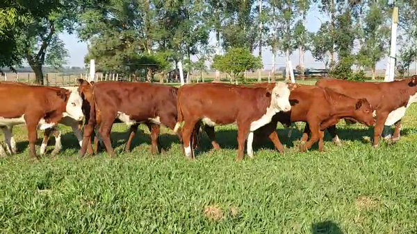 Lote 85 Terneros/as en Corrientes, Curuzú-Cuatiá