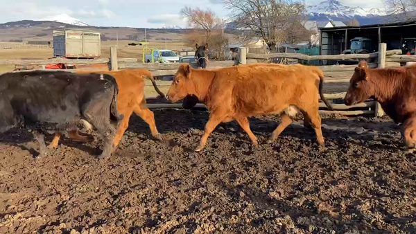 Lote 48 Vaca Engorda en Coyhaique, XI Región Aysén