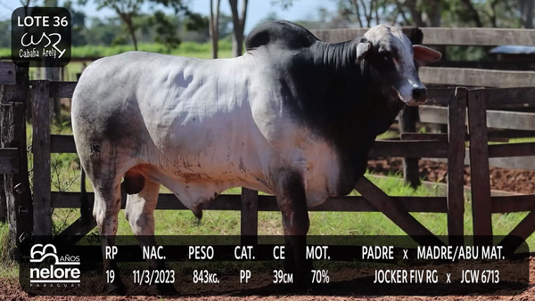 Lote LOTE 36