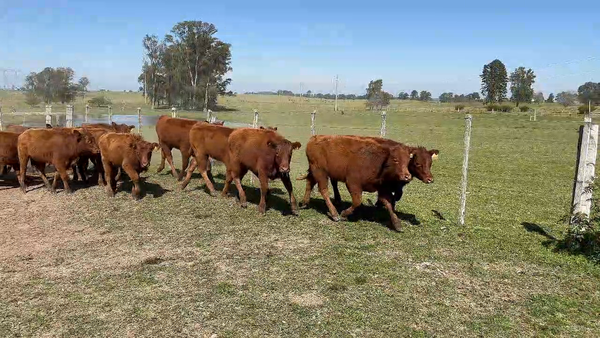 Lote 70 Terneras en Buena Vista, Cerro Largo