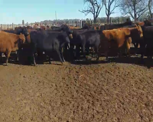 Lote 110 Terneros en Daireaux, Buenos Aires