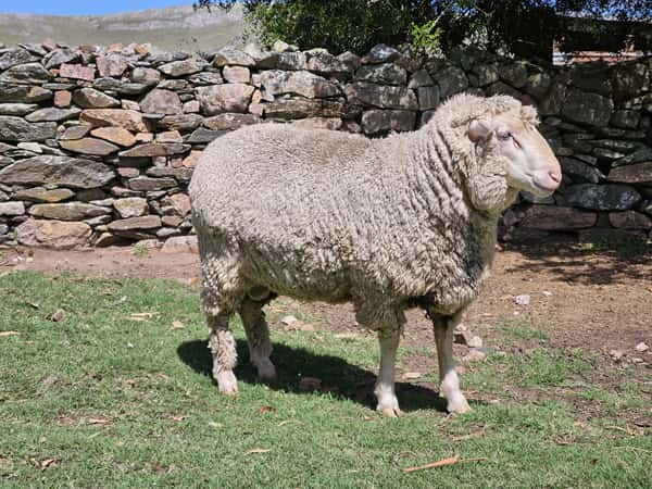 Lote (Vendido)Carneros a remate en Subasta Online - Nambi Guasu, Lavalleja