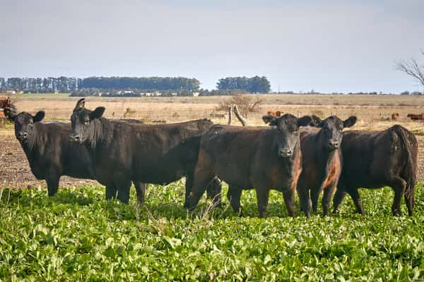 Lote "ME KEN" Vaquillas con cria