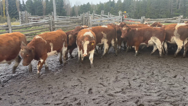 Lote 42 Novillo Engorda en Coyhaique, XI Región Aysén