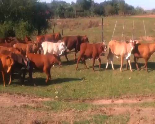 Lote 130 Terneros en Santo Tomé, Corrientes