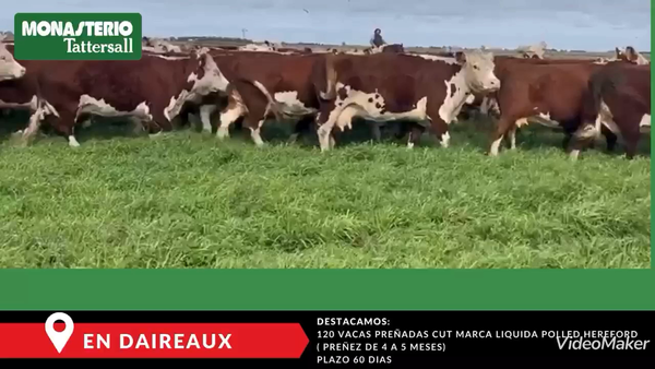 Lote 120 Vacas CUT preñadas en Buenos Aires, Daireaux