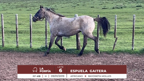 Lote ESPUELA GAITERA
