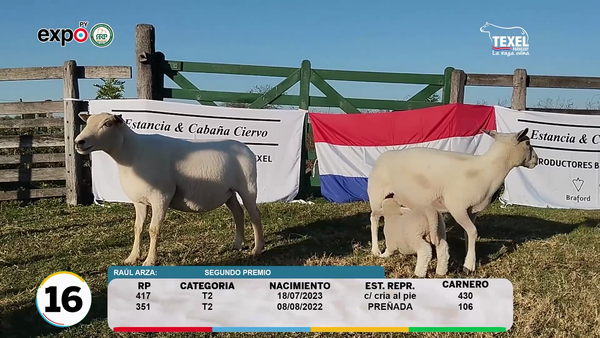 Lote LOTE 16