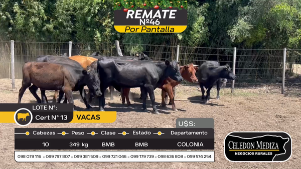 Lote 10 Vacas y vaquillonas en Carmelo, Colonia