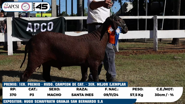 Lote LOTE 45