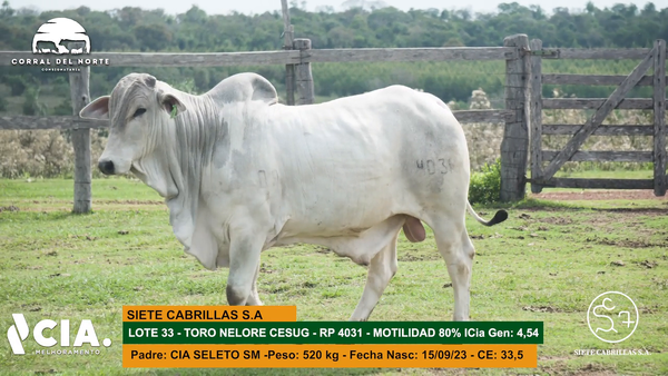 Lote 