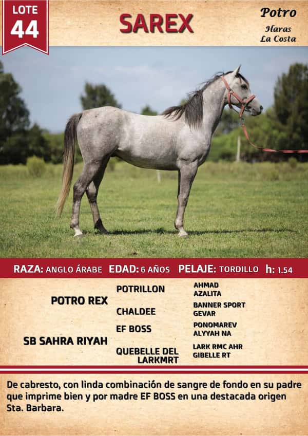 Lote SAREX