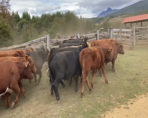 Lote 25 Novillo Engorda en XI Región Aysén, Coyhaique