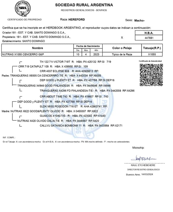 Lote TERNEROS PP