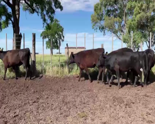 Lote 70 VAQUILLONAS, OLAVARRÍA, BS.AS.