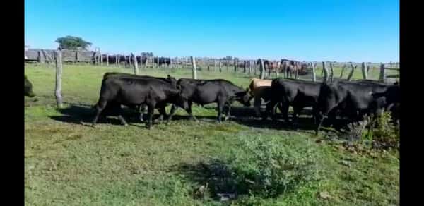 Lote 57 Terneros en Villaguay, Entre Ríos