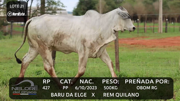 Lote LOTE 21