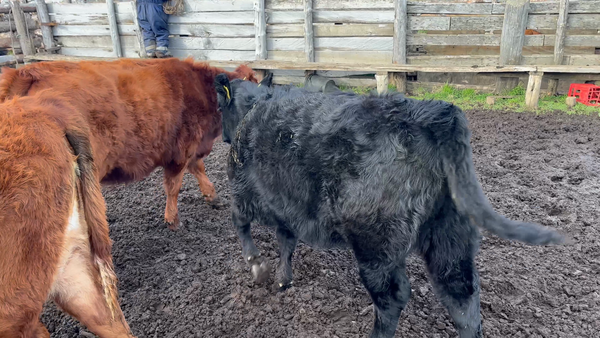 Lote 26 Ternera en Coyhaique, XI Región Aysén