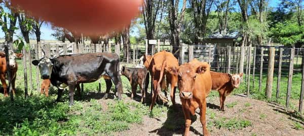 Lote 6 Vacas en Gral. Lamadrid, Buenos Aires