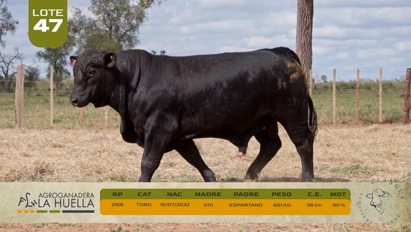 Lote LOTE 47