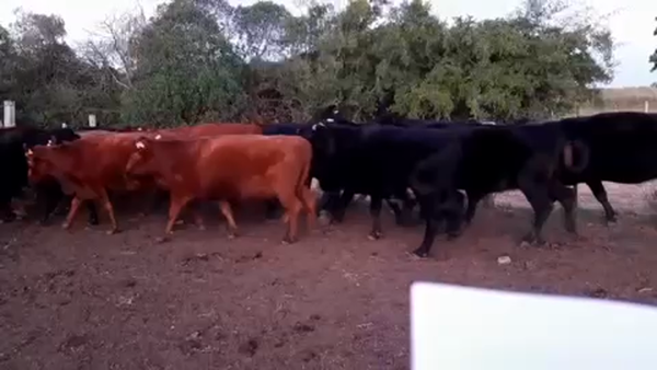 Lote 32 Vacas preñadas en Zapicán, Lavalleja