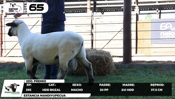 Lote LOTE 65- BOZAL