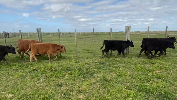 Lote 59 Terneros enteros en Costas de Ayala, Treinta y Tres