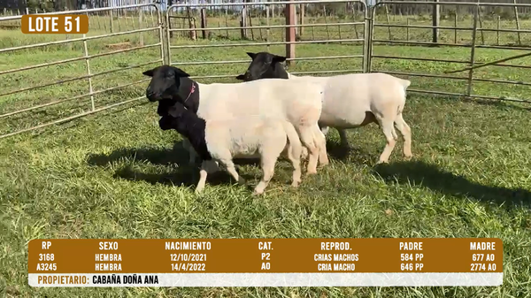 Lote LOTE 51- DESTACADO